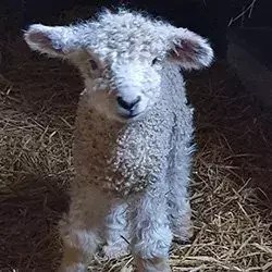 Emstead Leicester Longwool